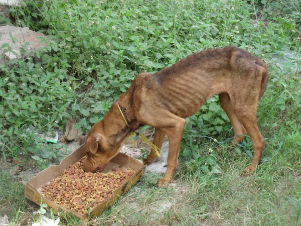 Starving Dog